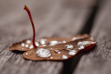 Herbstblatt mit Wassertropfen Makro