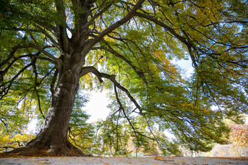Baum im Sommerpark Schloss Pillnitz