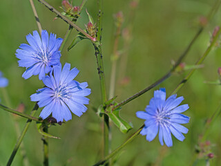 Blühende Wegwarte, Cichorium intybus, auf einer Wiese