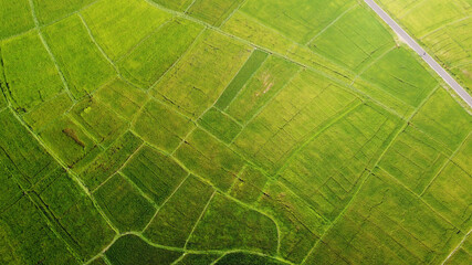 Aerial view of the green agricultural fields of rice and tea. Beautiful texture background for tourism, design and agro-industry. Tropical landscape in Asia