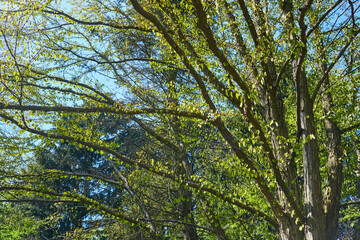 spring park with young grass and trees