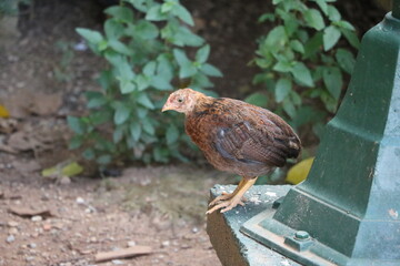 Free living chick, Cuba Caribbean