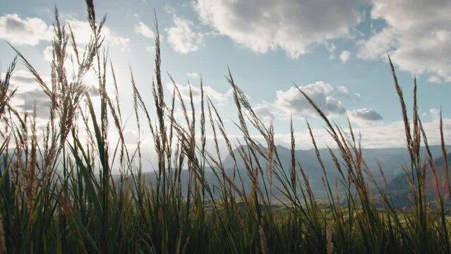 Western pampas grass swaying in the wind