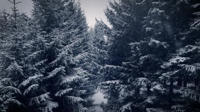 Slow snowing in pine wood