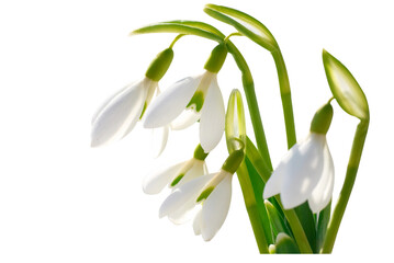 Spring snowdrops flowers with snow in PNG isolated on transparent background - 574772126