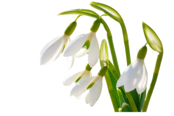 Spring snowdrops flowers with snow in PNG isolated on transparent background