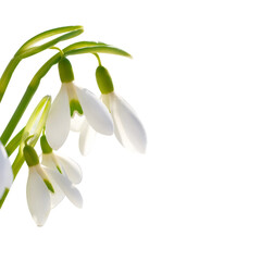 Obraz premium Spring snowdrops flowers with snow in PNG isolated on transparent background