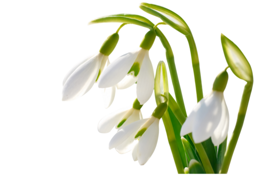 Spring snowdrops flowers with snow in PNG isolated on transparent background