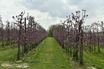 Fototapeta na wymiar L'une des zones de pommiers en fleur au début du printemps aux environs de Berloz à l'ouest de Waremme 