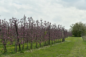 Obraz premium L'une des zones de pommiers en fleur au début du printemps aux environs de Berloz à l'ouest de Waremme 