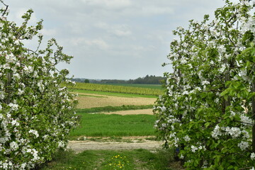 L'une des exploitations intensives de poiriers en fleur disposés en rangées dans les zones rurales de Berloz à l'ouest de Waremme 