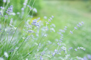 bush of flowering lavender in the garden in summer
