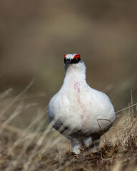 Rock Ptarmigan male with berry stained breast
