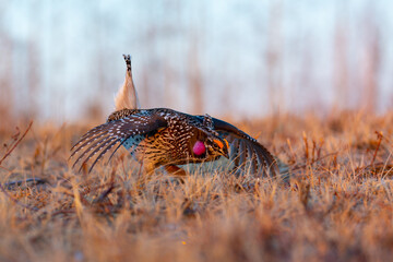 Sharp-tailed grouse dancing on a lek in morning sun
