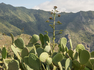 die spanische Insel Teneriffa