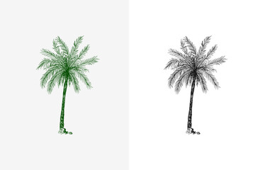 Coconut palm. Tropical trees exotic plants. Phoenix or Date varieties. Eastern landscape. Exotic nature. Linear Jungle. Hand drawn sketch in vintage style.
