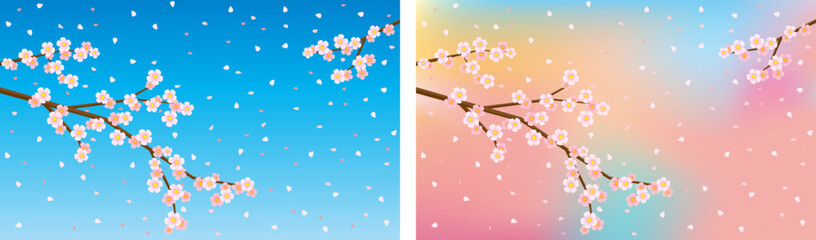 Cherry blossoms, a symbol of spring, are in full bloom and scatter.