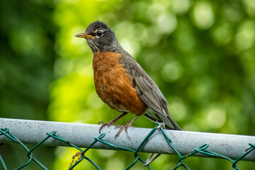 American Robin (Turdus migratorius), Burlington, Ontario, Canada.