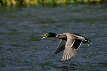 Obraz premium Duck in flight