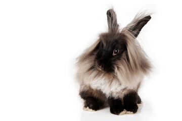 Cute lionhead rabbit isolated - 574776347