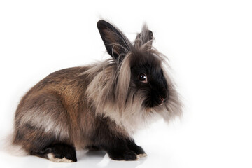Lionhead bunny rabbit isolated - 574776382