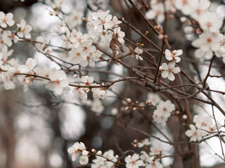 Spring blooming tree with white flowers, natural background and wallpaper