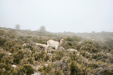 Mountain goats and sheep grazing in the mist.Serra d'Oltà Calp, Alicante, Spain