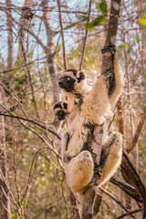Sifaka lemur in madagascar with a baby