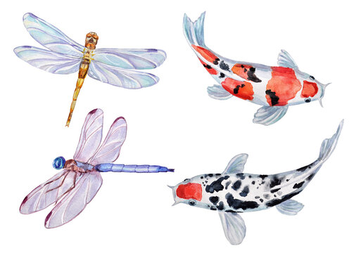 Hand-painted set of watercolor elements with dragonflies and koi fish on a transparent background.