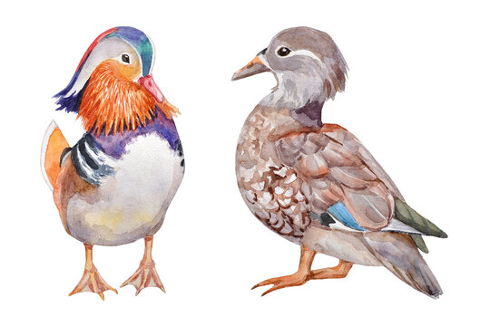 Hand-painted set of watercolor illustrations with male and female mandarin ducks on a transparent background.
