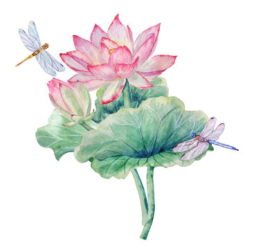 Hand-painted watercolor composition with lotus flowers, lotus leaves, and dragonflies on a transparent background.