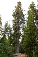 Huge and old Silver Fir. Highest Fir Tree Called Grossvatertanne Surrounded By Other Giant Fir Trees In The Black Forest Germany. around 300 years old.