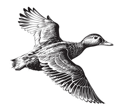 Duck flying sketch painted vector illustration Bird hunting