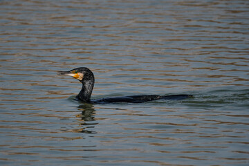 Cormorant