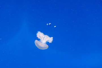 Obraz na płótnie Canvas Beautiful Transparent Jellyfish Swimming in Blue Aquarium