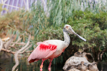 Roseate Spoonbill, Platalea ajaja, a Gregarious Wading Bird of the Ibis and Spoonbill Family and from Threskiornithidae Family