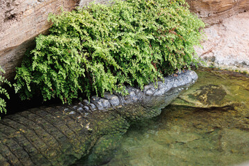 Crocodile Dipped in Water hidden under a Green Bush