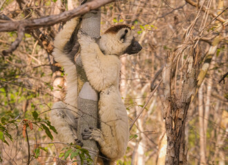 sifaka lemur in madagascar © nehuen