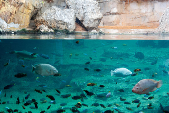 Fishes and Corals inside a Big Blue Aquarium Tank
