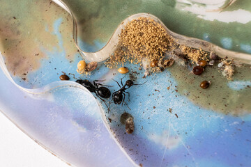 Mold and sprouted grains in an acrylic ant farm. Improper care of harvester ants, excessive humidity.