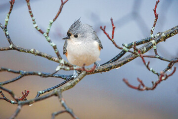 Tufted Titmouse in the rain