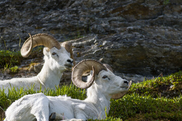 A pair of full curl Dall Sheep