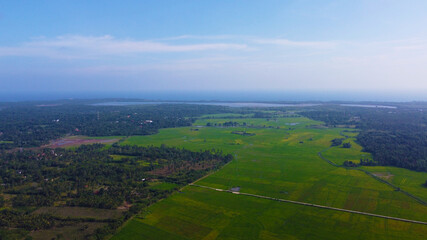 Aerial view of the green fields of rice and tea. Beautiful texture background for tourism and design. Tropical landscape