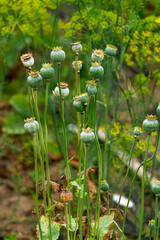 Green poppy boxes in the summer garden.