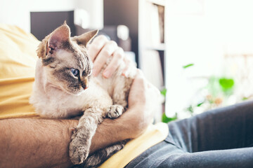 Kitty sitter is spending time with cute adorable little Devon Rex cat who is laying down and resting in arms, feeling relaxed and comfortable. Selective focus. 