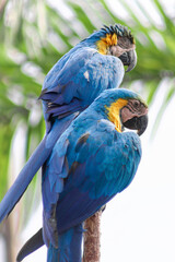 Magic macaws 