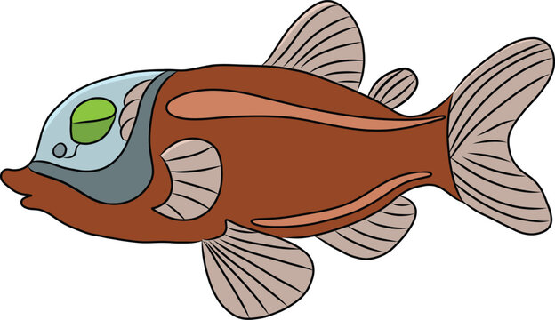 Barreleye Fish Vector Illustration On White