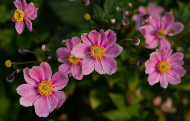 Blurred floral background of pink Japanese anemone flowers in the rays of the autumn sun