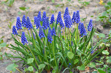Fototapeta premium Family of Grape Hyacinth ' Blue Muscari' , 'Muscari armeniacum' flowers growing in a spring garden . Landscaping, gardening ,growing flowers concept.