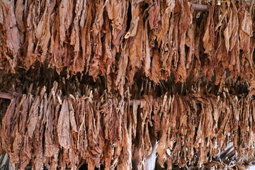 Tobacco leaves for cigars drying in barn, Cuba Caribbean